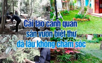 Cai Tao Canh Quan San Vuon