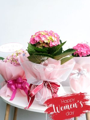 Hoa Cẩm Tú Cầu Quà Tặng