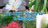 Cay Canh Khong La