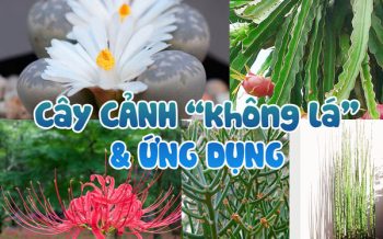 Cay Canh Khong La