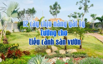 Cay Chiu Nang Gat Tieu Canh