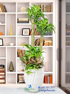 Các loại cây phát tài mang may mắn cho gia chủ