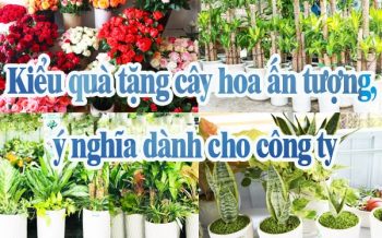 Kieu Qua Tang Cay Hoa Y Nghia Cho Cong Ty