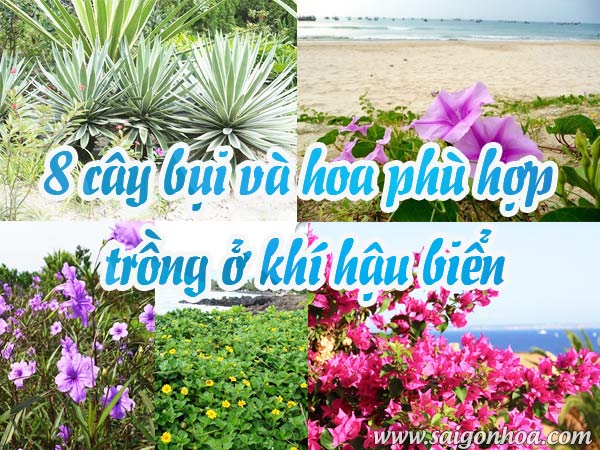 8 Cay Bui Va Hoa Phu Hop Khi Hau Bien