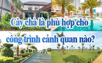 Cay Cha La Phu Hop Cho Cong Trinh Canh Quan
