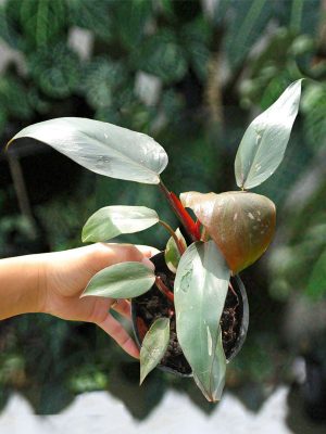 Cây Công Chúa Hồng