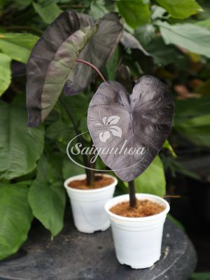 Cây Môn Đen Black Magic