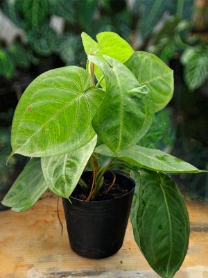 Cây Tróc Bạc Trái Tim