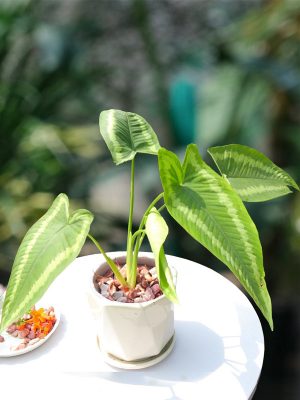 Chậu Cây Mường Thái