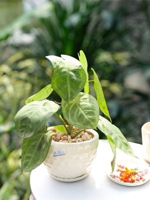 Chậu Cây Tróc Bạc Trái Tim