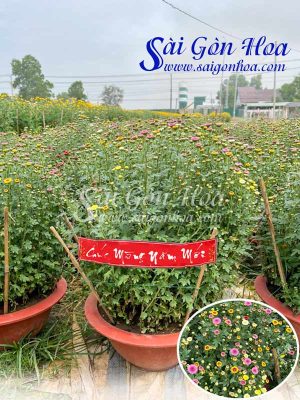 Chậu Hoa Cúc Calimero