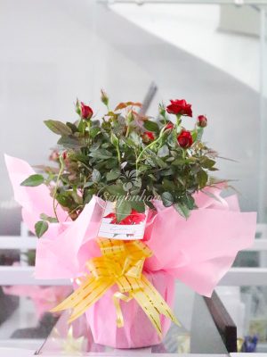 Hoa Hồng Tỉ Muội Quà Tặng