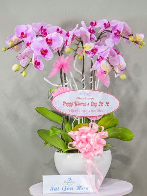 Chậu Hoa Lan Hồ Điệp 20-10