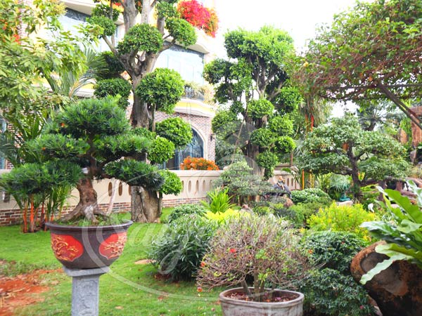 4 cách bố trí cây cảnh sân vườn đẹp phù hợp cảnh quan • Sài Gòn ...