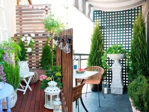 Cây Tùng Búp-Cây Tùng Bút-Cây Thông Noel