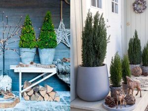 Cây Tùng Búp-Cây Tùng Bút-Cây Thông Noel