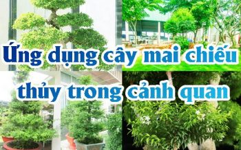 Ung Dung Cay Mai Chieu Thuy Trong Canh Quan