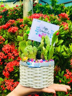 Chậu Xương Rồng Tiểu Cảnh