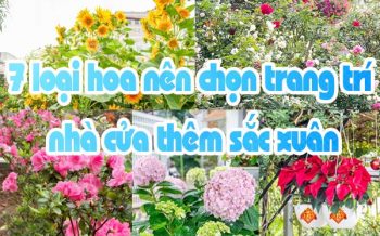 7 Loai Hoa Nen Chon Trang Tri Nha