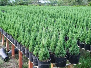 Cây Tùng Búp-Cây Tùng Bút-Cây Thông Noel