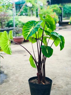 Cây Môn White Lava