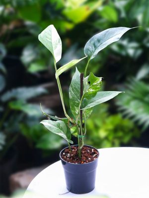 Cây Trầu Bà Pinnatum Variegated