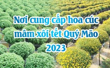 Cung Cao Hoa Cuc Mam Xoi 2023
