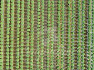 Bảng giá hoa cảnh tết Giáp Thìn 2024