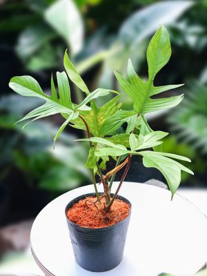 Cây Trầu Bà Cánh Én Florida Beauty