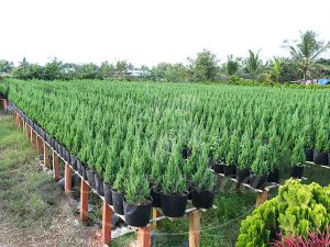 Cây Tùng Búp-Cây Tùng Bút-Cây Thông Noel