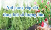 Noi Cung Cap Cay Tung But So Luong Lon