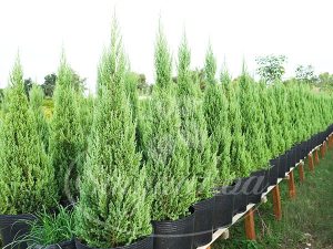 Cây Tùng Búp-Cây Tùng Bút-Cây Thông Noel