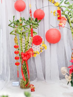 Các loại cây phát tài mang may mắn cho gia chủ