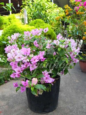 Cây Hoa Giấy Tím Tuyết