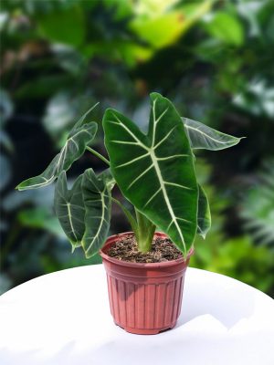 Cây Môn Nhung Xanh