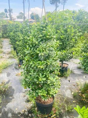 Cây Tắc Ngày Tết