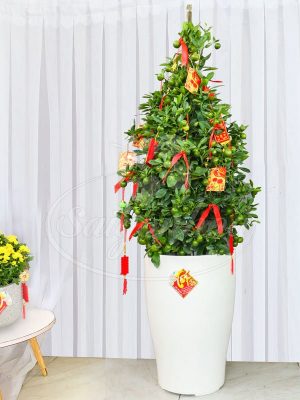 Chậu Cây Tắc Tết