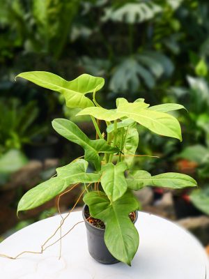 Cây Trầu Bà Violin Vàng