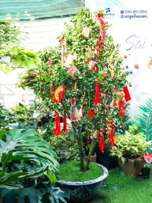 Chậu Cây Tắc Trang Trí Ngày Tết