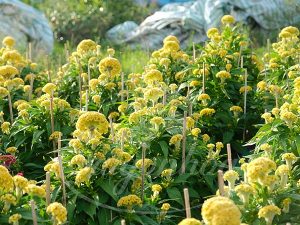 Bảng giá hoa cảnh tết Giáp Thìn 2024