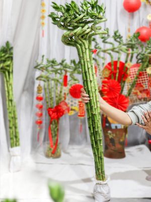 Cây Phát Lộc Xoắn 100