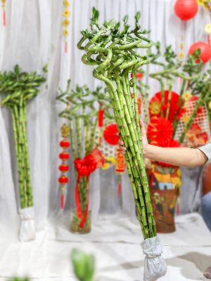 Cây Phát Lộc Xoắn 90