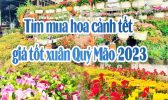 Tim Mua Hoa Canh Tet 2023