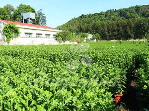 Bảng giá hoa cảnh tết Giáp Thìn 2024