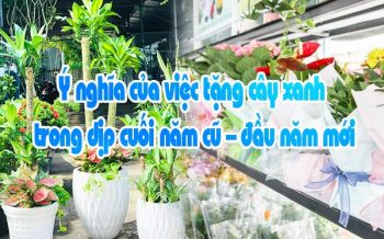 Y Nghia Cua Viec Tang Cay Xanh Dip Cuoi Nam