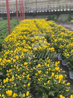 Bảng giá hoa cảnh tết Giáp Thìn 2024