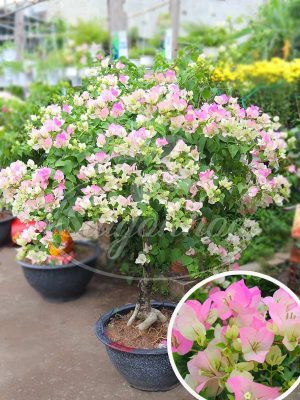 Cây Bông Giấy Hồng Phớt Gốc Bonsai