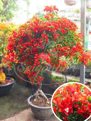 Chậu Bông Giấy Đỏ Lửa