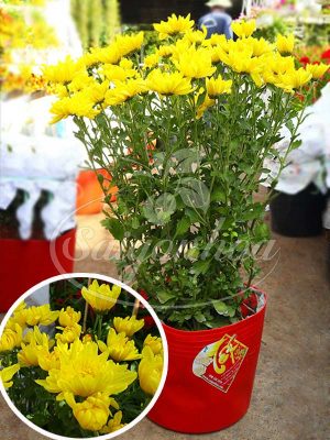 Chậu Hoa Cúc Vàng Đài Loan