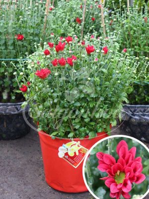 Hoa Cúc Tiger Đỏ